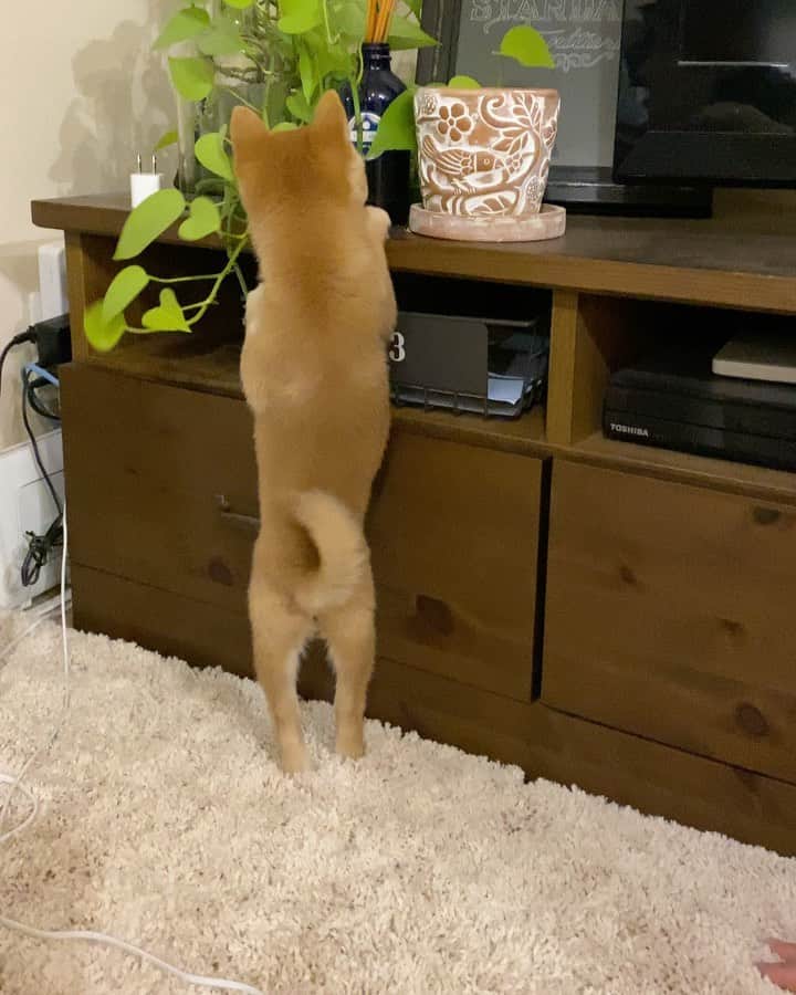 豆柴にこちゃんのインスタグラム