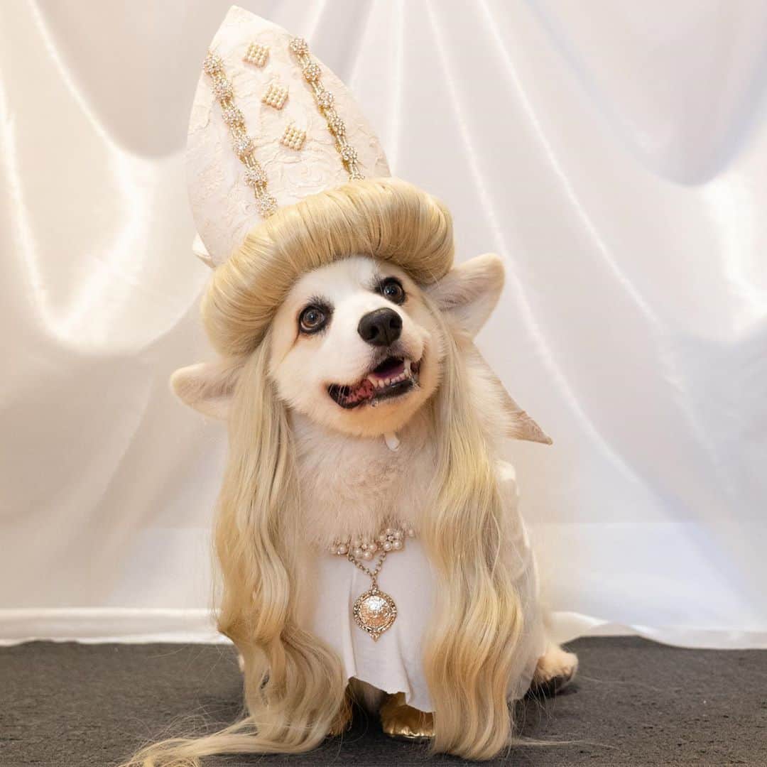 Winston the White Corgiのインスタグラム