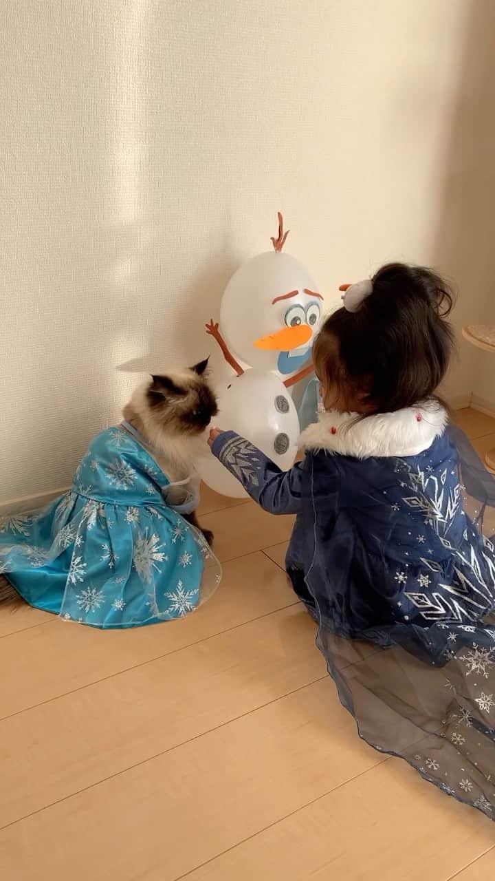 のインスタグラム：「Happy Halloween☃️❄️👸🏼👸🏼  . . . . #プリュムのいる生活 #猫のいる暮らし  #ヒマラヤン  #赤ちゃんと猫  #もふもふ#ヒマラニャンズ  #猫  #ねこ  #ペコねこ部#ハロウィン#コスプレ#アナと雪の女王#Halloween#halloweencostume #Frozen#elsa#dress #snowman#sisters#fluffycat#癒し#🐈 #고양이  #ilovecats  #himalayancat  #catsofinstagram #catloversclub  #bestmeow#bestcats_oftheworld  #weeklyfluff」