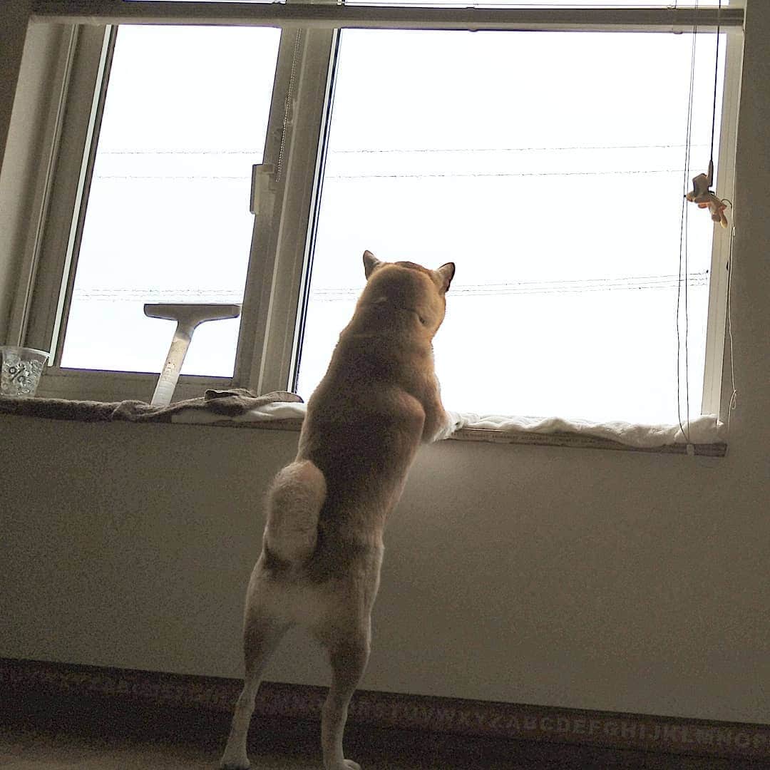 柴犬⭐️サスケのインスタグラム：「おはわん #おみおくり#柴犬#赤柴#犬ら部 #ふわもこ部 #わんだフォ #茶助#北海道#柴北会 #pecoいぬ部 #shibasnap #shibastagram #shibagram #🐶📷」