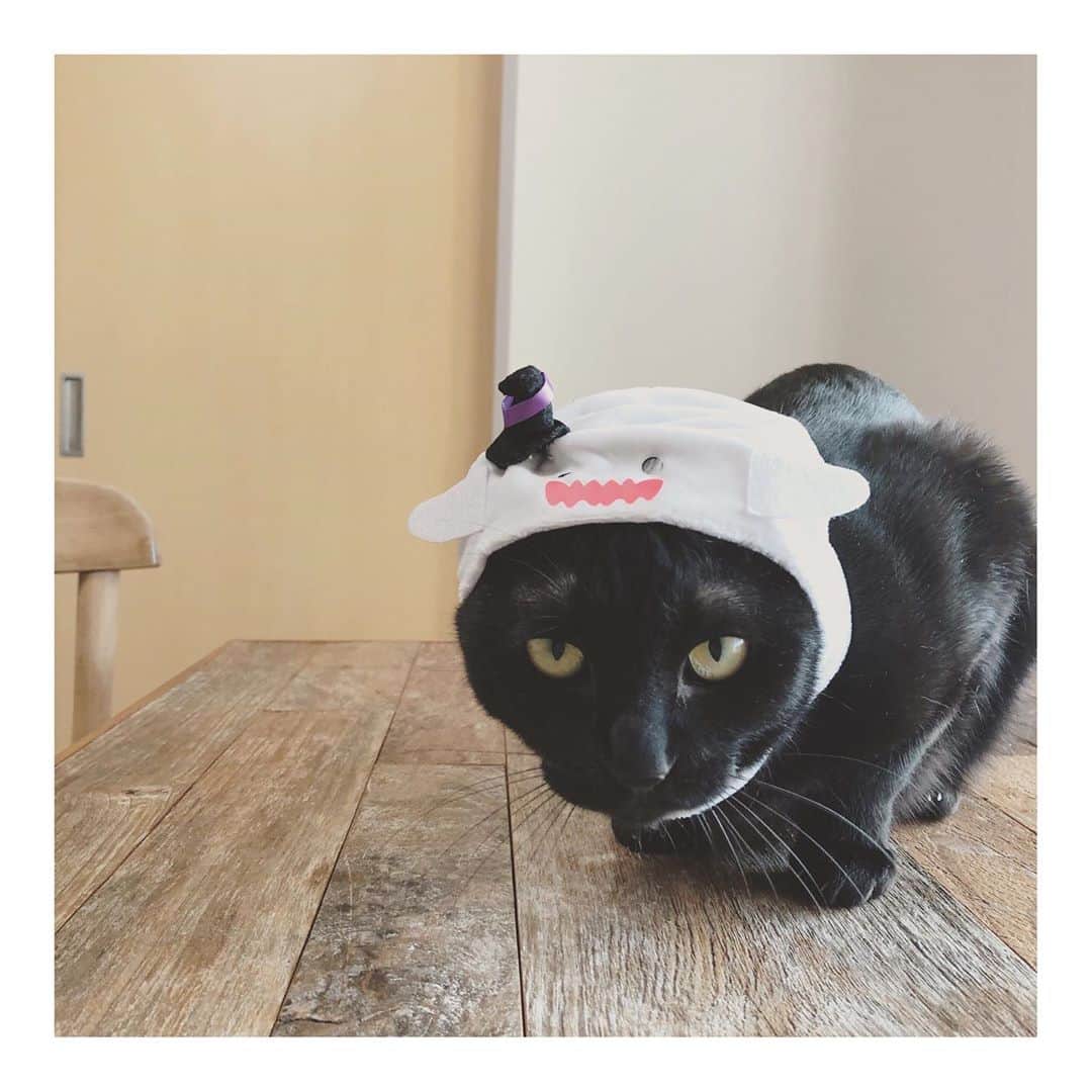 こむぎのインスタグラム：「* これ被って ちゅーるおねだりしたら 貰える日って聞いたにゃ🐈  #ハロウィン仮装  #おばけさん横に伸びてるの内緒 #丸顔おばけ #眉毛ねこ #黒猫ごま味」