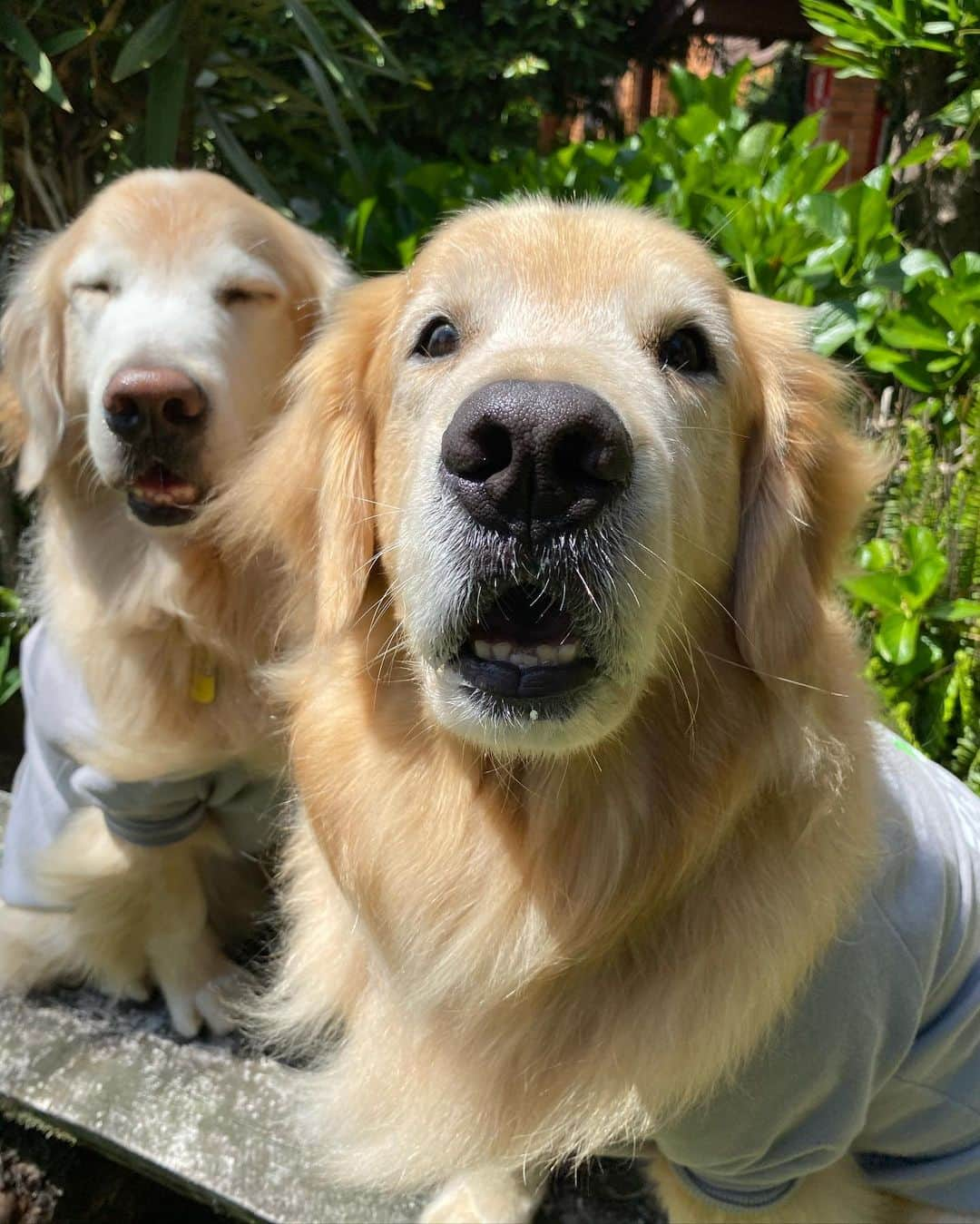 Bobさんのインスタグラム写真 - (BobInstagram)「Mais uma opção de hotelaria em Gramado! @hotelcantoverde Petfriendly 🐾🐾 muito verde e até Espaço Zen pra meditar e descansar 🧘‍♂️🧘‍♂️  . #ExpediçõesOlaPet #HyundaiPets . Destino: Gramado - RS Hotel: @hotelcantoverde  . #gramado #riograndedosul #natalluzgramado #hotelpetfriendly #hotelaria #turismo #gastronomia #viagem #viagemcompets #destino #roteiro #dogs #doglovers #dogsofinstagram #pets #petsofinstagram #petlovers #instagram #instagramers #olapetfriendly #hyundai #creta」10月31日 9時18分 - bob_marley_goldenretriever