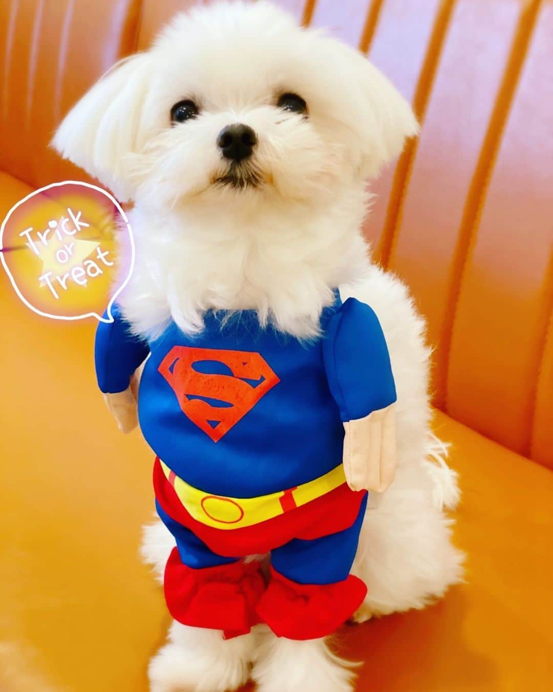 保田圭さんのインスタグラム写真 - (保田圭Instagram)「Happy Halloween♡ #スーパーマン #愛犬ちーず #前だけの仮装だから後ろ姿はちょっと笑える」10月31日 9時14分 - keiyasuda1206