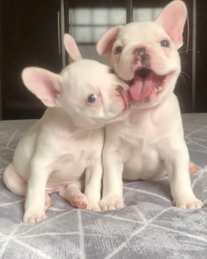 Regeneratti&Oliveira Kennelのインスタグラム：「I’m not needy. I’m wanty. #frenchie #frenchbulldog」