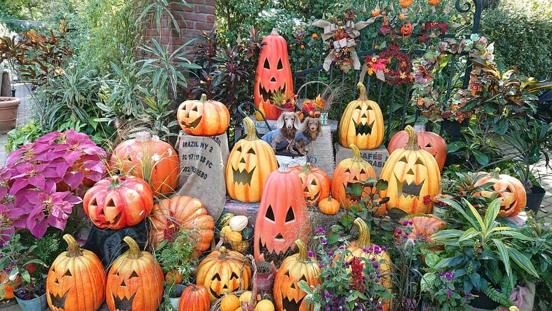 くるみんのインスタグラム：「* 🎃Happy Halloween🎃  むぎあずを探せ～  #ミニチュアダックスフンド #ミニチュアダックスフント #ミニチュアダックス #イザベラタン #イザベラ #カニンヘンダックスフント #カニンヘン #カニンヘンダックス #カニンヘンダックスフンドの日常 #カニンヘンの会 #カニンヘンダックスフンド #チョコタン #チョコタンダックスフンド #チョコタンダックス #チョコタン #ダックスlove #ダックス多頭飼い #ダックスフント #ダックスフンドカニンヘン #ダックス部 #ダックス大好き #ダックスフンド #ダックス #いぬばか部 #いぬすたぐらむ #短足部 #ハロウィン #all_dog_japan #east_dog_japan #halloween @doggymark_dachshund @inuto_me @wanko_love_club」