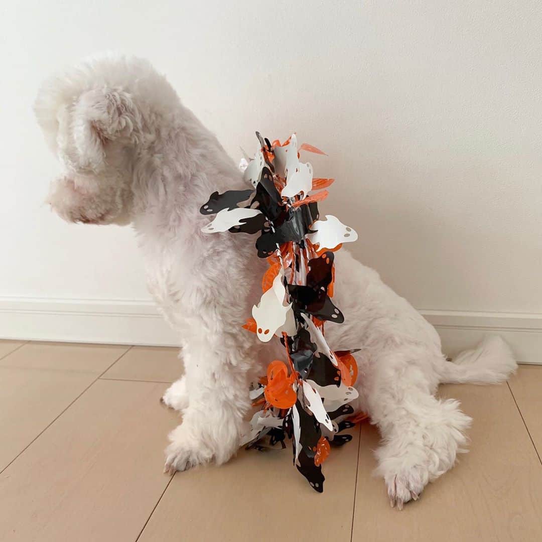 セロリさんのインスタグラム写真 - (セロリInstagram)「【Happy Halloweeeeeeeeeen】 楽しいハロウィンをお過ごしください。 僕は今日も仕事でーす。 #maltese #マルチーズ #アレルギー #ハロウィン #Halloween #malteseofinstagram #maltese101 #malteser #malteseofficial #maltesedog #dog #instadog #dogstagram #dogoftheday #doglovers #instapet #adorable #ilovemydog  #ペット #わんこ #ふわもこ部 #犬のいる暮らし #いぬら部  #いぬすたぐらむ #イッヌ」10月31日 9時17分 - celeryrabbit