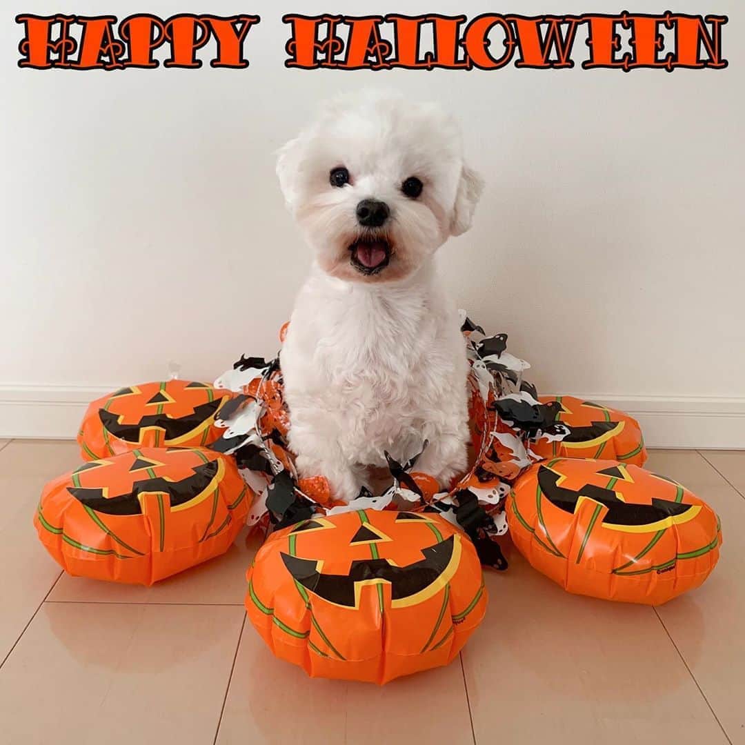 セロリのインスタグラム：「【Happy Halloweeeeeeeeeen】 楽しいハロウィンをお過ごしください。 僕は今日も仕事でーす。 #maltese #マルチーズ #アレルギー #ハロウィン #Halloween #malteseofinstagram #maltese101 #malteser #malteseofficial #maltesedog #dog #instadog #dogstagram #dogoftheday #doglovers #instapet #adorable #ilovemydog  #ペット #わんこ #ふわもこ部 #犬のいる暮らし #いぬら部  #いぬすたぐらむ #イッヌ」