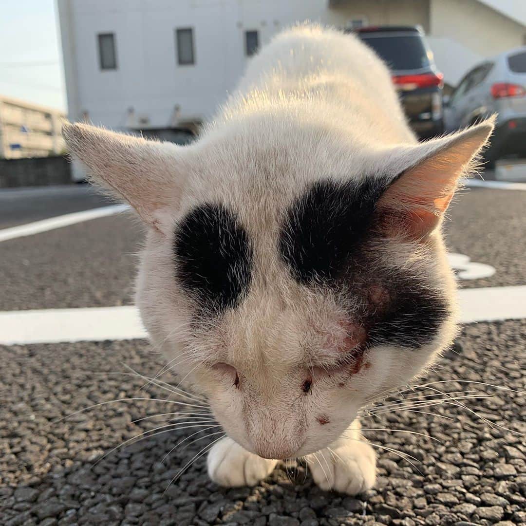 Kachimo Yoshimatsuさんのインスタグラム写真 - (Kachimo YoshimatsuInstagram)「一年前のナナクロ Nanakuro a year ago  Photo:2019.10.31 【閲覧注意】 ナナクロの顔の傷が痛々しいです。  昨夜のこともあり、朝、ナナクロ探しに一回りしてたら違う駐車場にいた。 ちゅーるを食べた。顔の傷が痛々しい。たぶんこの時、なんとかしたいって思って、家に入れることは可能か模索始めた。  #uchinonekora #nanakuro #一年前のナナクロ #ナナクロ #neko #cat #catstagram #kachimo #猫 #ねこ #うちの猫ら http://kachimo.exblog.jp」10月31日 9時21分 - kachimo