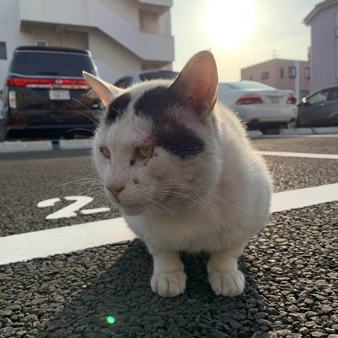 Kachimo Yoshimatsuさんのインスタグラム写真 - (Kachimo YoshimatsuInstagram)「一年前のナナクロ Nanakuro a year ago  Photo:2019.10.31 【閲覧注意】 ナナクロの顔の傷が痛々しいです。  昨夜のこともあり、朝、ナナクロ探しに一回りしてたら違う駐車場にいた。 ちゅーるを食べた。顔の傷が痛々しい。たぶんこの時、なんとかしたいって思って、家に入れることは可能か模索始めた。  #uchinonekora #nanakuro #一年前のナナクロ #ナナクロ #neko #cat #catstagram #kachimo #猫 #ねこ #うちの猫ら http://kachimo.exblog.jp」10月31日 9時21分 - kachimo