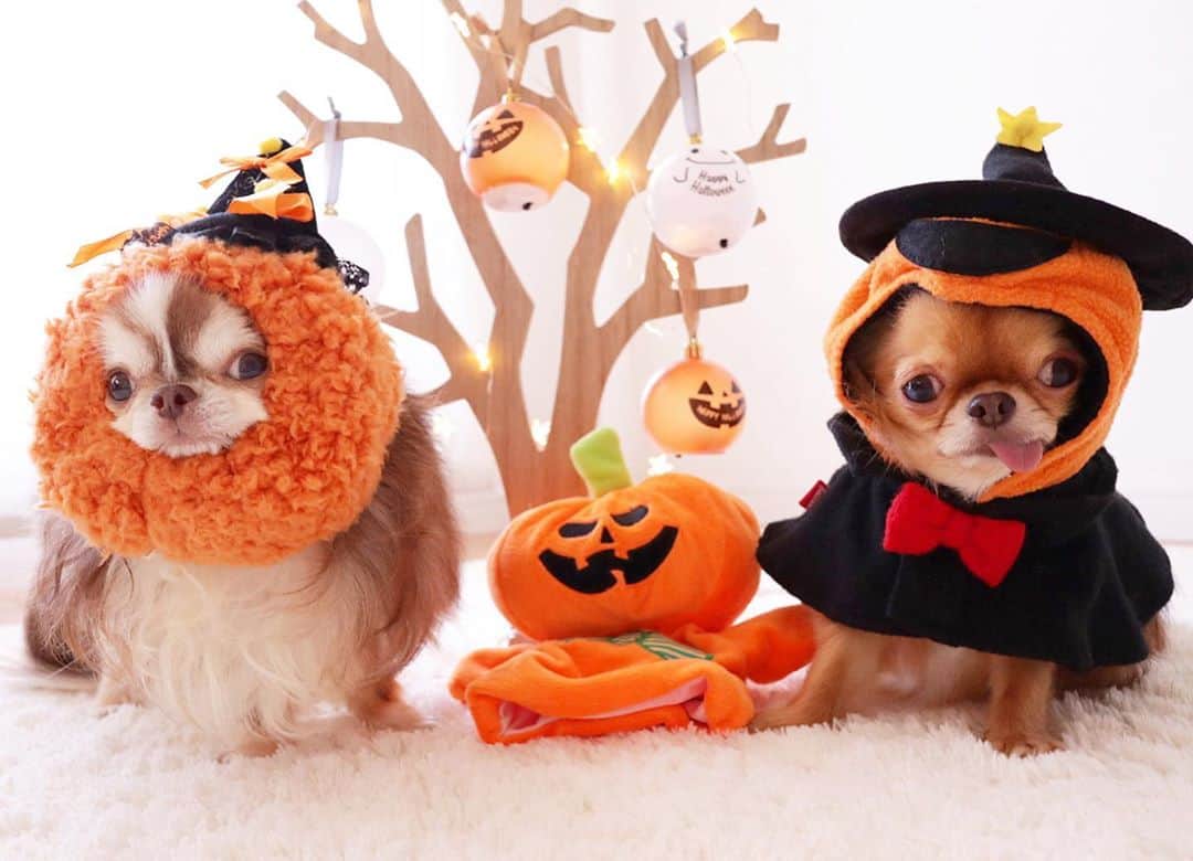 kayoのインスタグラム：「* * * 🎃Happy Halloween🎃 * * オヤツくだしゃい👻🎃🍭🍬🍪👻 * * Lychee🎃kulio * * #ハロウィン #Halloween * #chihuahua#chihuahualove#dogstgram#dog#instadog#チワワ#チワワ大好き#チワワのいる暮らし * * *」