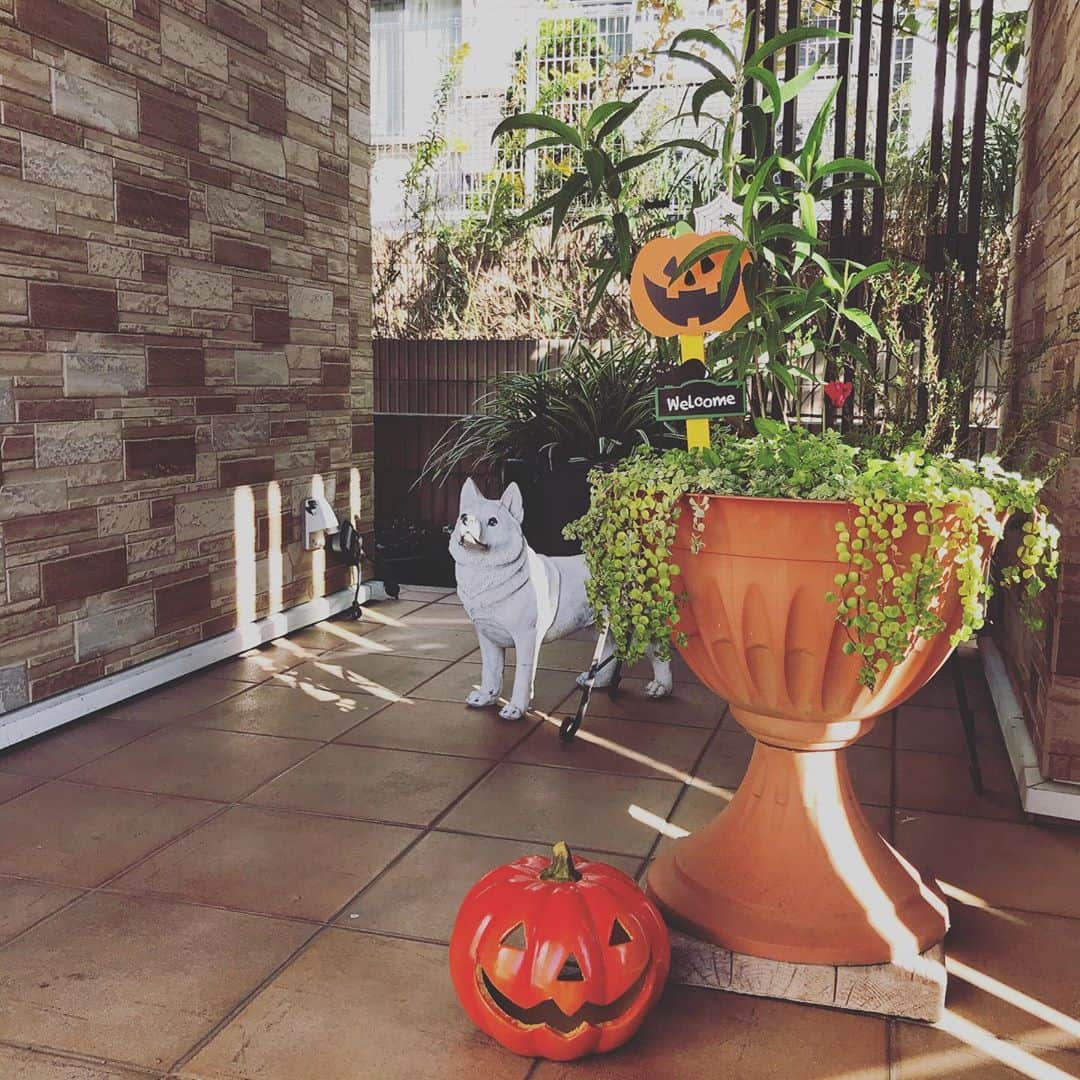 吉建ホームさんのインスタグラム写真 - (吉建ホームInstagram)「Happy Halloween🎃👻😈 体感ハウスの玄関周りもHalloweenモード🎃  ーーーーーーーーーーーーーーーーーーー HPはこちらから ▶︎▶︎ @yoshikenhome ーーーーーーーーーーーーーーーーーーー #注文住宅 #マイホーム #新築 # #住宅 #家 #建築 #工務店 #基礎工事 #吉建ホーム #マイホーム計画 #halloween #一戸建て #デザイン #暮らし #自由設計 #施工実例 #設計 #ガーデニング #外断熱 #高気密高断熱 #高断熱 #健康住宅 #アレルギー #地震 #地震に強い #モデルハウス #木造住宅 #いい家 #空気がきれい」10月31日 9時26分 - yoshikenhome