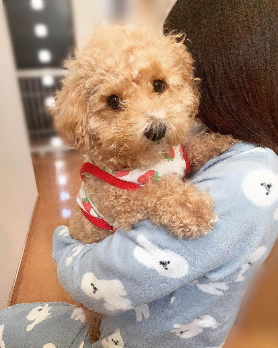 NANAMIさんのインスタグラム写真 - (NANAMIInstagram)「おはようございます😊！﻿ ﻿ ﻿ ﻿ ﻿ 📸おnewのパジャマ❤️﻿ ﻿ ﻿ ﻿ パジャマの柄になってる犬が、飼っている犬と似ていて（毛の色は違うけど）一目惚れ🐶♡﻿ ﻿ ﻿ ﻿ 少し似てませんか〜😅♡﻿ ﻿ ﻿ ﻿ ❇︎…。…❇︎…。…❇︎…。…❇︎…。…❇︎…。﻿ ﻿ ﻿ 昨日は！バファローズ﻿ 昨日は連敗ストップ！💪🏻✨﻿ ﻿ 今日も絶対勝つぞ〜👊🔥⚾️﻿ 14:00 play ball❗️﻿ ﻿ ﻿ 10月ラストDAY！﻿ 今日はハロウィーンですね🧟‍♀️🧟‍♂️﻿ ﻿ Happy Halloween🎃♡👻🍭 ﻿ #Bs2020 #orixbuffaloes #baseball #オリックスバファローズ #プロ野球 #bsgirls #野球 #オリックス #オリ姫 #野球女子 #京セラドーム #京セラドーム大阪 #球場 #大阪 #instagood #instalike #followｍe #ユニフォーム #ユニフォーム女子 #パジャマ #犬 #愛犬 #ビションフリーゼ #トイプードル #ハロウィン #halloween #happyhalloween」10月31日 9時30分 - nanami_bsgirls_364