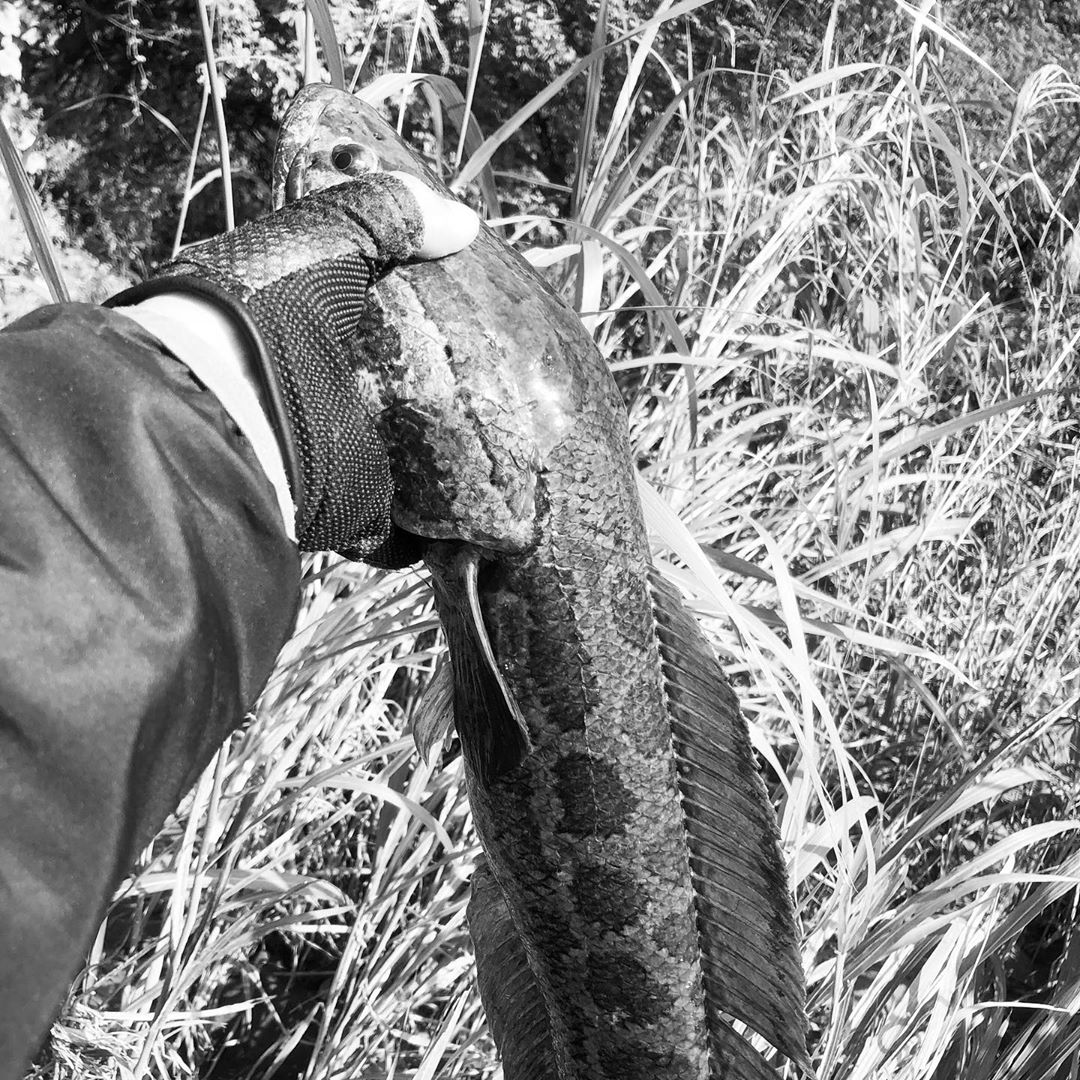 人時のインスタグラム：「久々の雷魚♫ 嬉しい^ ^  10代の頃によく行ってた場所はまだ釣れるのかな？  行ってみたいなー。。。」