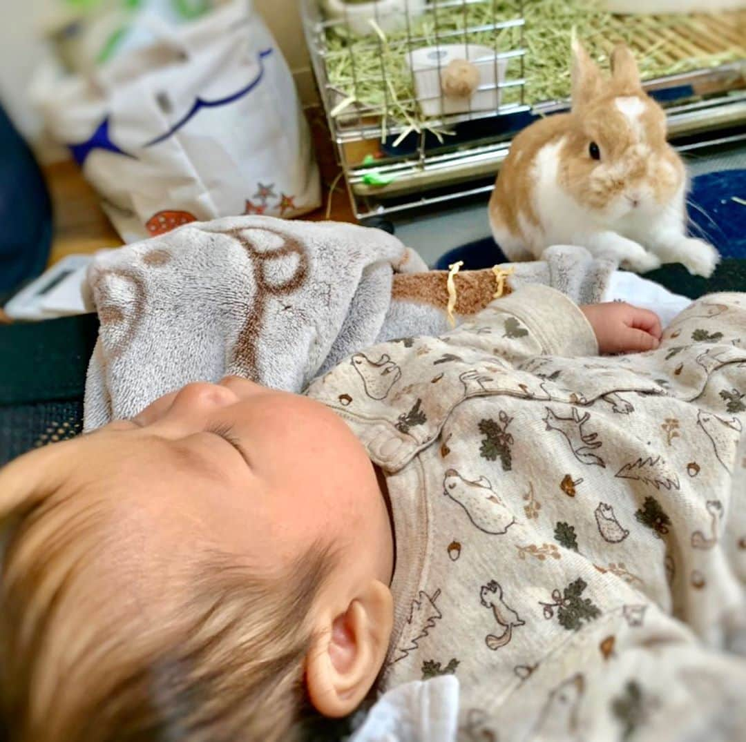 BUNNY?TUNA? さんのインスタグラム写真 - (BUNNY?TUNA? Instagram)「. そういえば、ツナに今度は妹ができました〜🐰👶🏻 頑張ってバウンサー揺すってくれてます😅💦 妹ともいつか一緒にうさんぽ行きたいね〜🤗 #掃除前で汚くてすいません😵 . #妹#うさんぽ #ネザーランドドワーフ#ツナ#TUNA#うさぎ#ふわもこ部#うさぎ部#うさぎのしっぽ#ペット#netherlanddwarf#bunnystagram#rabbit#lapin#cutebunny#bunnylove#bunnies#pet#petgram#rabbitstagram#japan#kawaii#weeklyfluff#cutepetclub#instapets#instabunnies#animallovers」10月31日 9時41分 - bunny_tuna