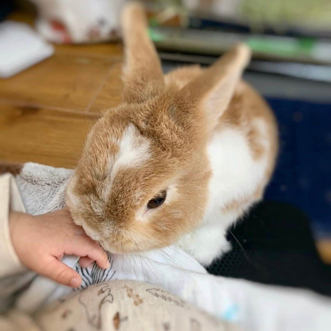 BUNNY?TUNA? さんのインスタグラム写真 - (BUNNY?TUNA? Instagram)「. そういえば、ツナに今度は妹ができました〜🐰👶🏻 頑張ってバウンサー揺すってくれてます😅💦 妹ともいつか一緒にうさんぽ行きたいね〜🤗 #掃除前で汚くてすいません😵 . #妹#うさんぽ #ネザーランドドワーフ#ツナ#TUNA#うさぎ#ふわもこ部#うさぎ部#うさぎのしっぽ#ペット#netherlanddwarf#bunnystagram#rabbit#lapin#cutebunny#bunnylove#bunnies#pet#petgram#rabbitstagram#japan#kawaii#weeklyfluff#cutepetclub#instapets#instabunnies#animallovers」10月31日 9時41分 - bunny_tuna