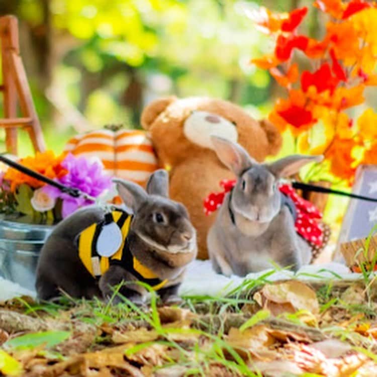 Kayoのインスタグラム：「🌳🍃🐰🎃🐰🍃🌳 ・ ・ さくらんいくらん 2人一緒の初ハロウィンがなんか嬉しくて。 いつもより今年はいっぱい写真撮ってしもたよ自己満じょく♡」