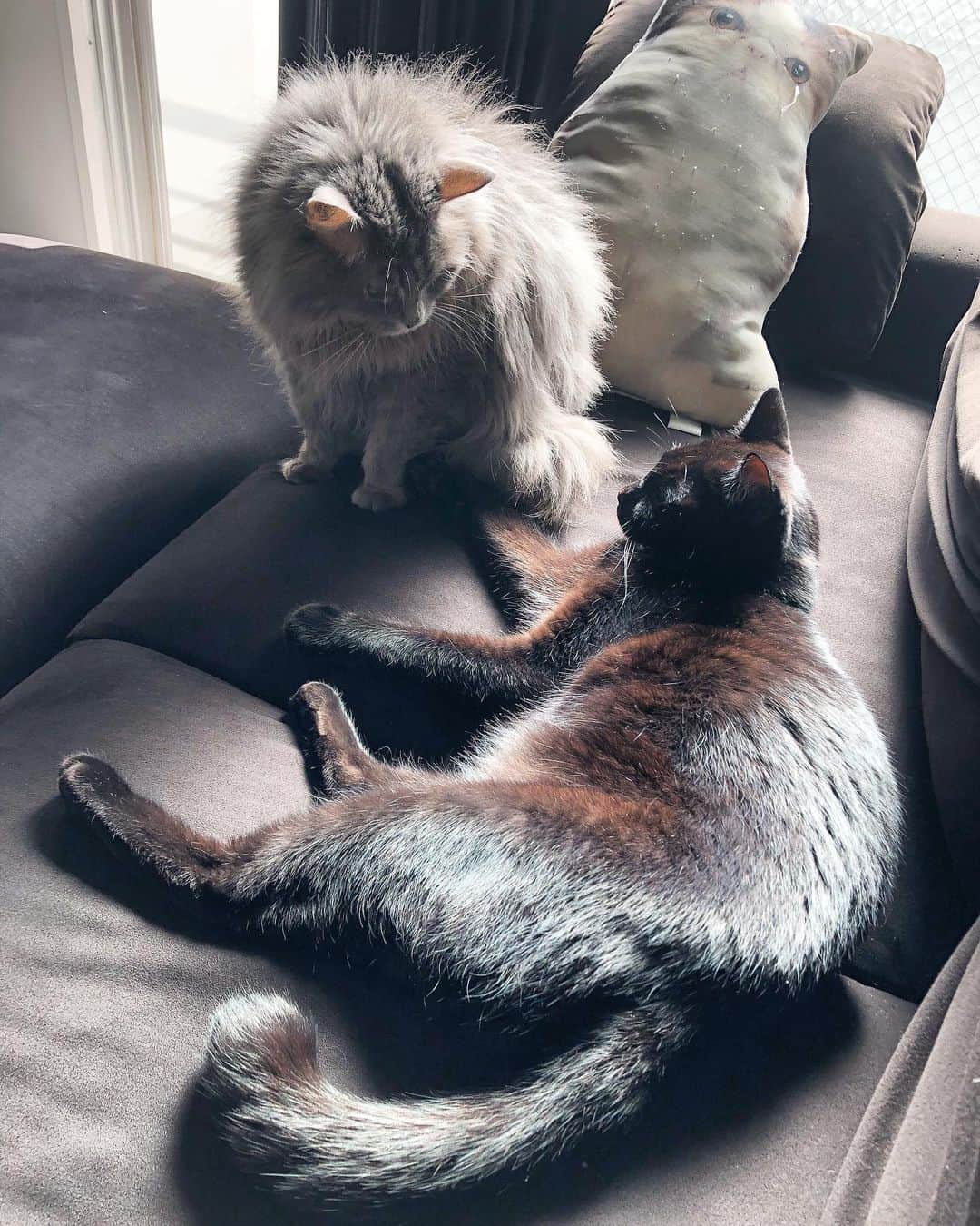 北岡りえのインスタグラム：「happy halloween🐈💜  ロキとノワール、仲良く元気で過ごしてね♥  ちょんって置いてる手が可愛い〜🐾  #cat #黒猫 #グレー猫」