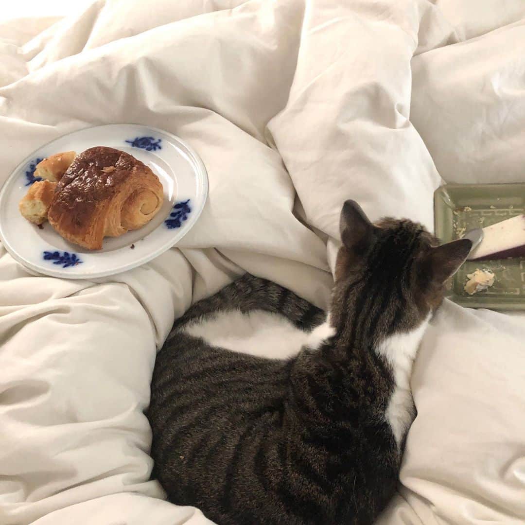 池田有希子さんのインスタグラム写真 - (池田有希子Instagram)「（朝一だからピンボケ😝）モーリーが枕元にお紅茶持ってきてくれました😭 ありがとう！持ってきてくれたパンとチーズは枕元には置けなかったのでこうなりました！お股の間の猫もワクワク！とうとう初日、ここまで来ました。『燦々七銃士』今日はゲネ&本番！がむばります！」10月31日 10時00分 - yukikoikeda