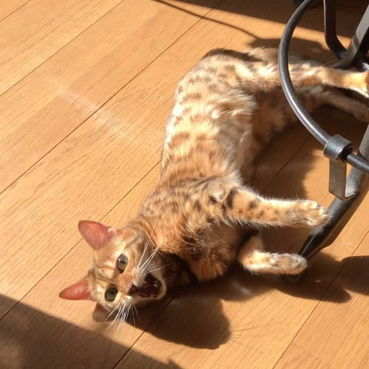 なつこのインスタグラム：「なつこさんのステイホームひなたぼっこ😹🏡☀️ ・  #なつこ #なっちゃん #なつこさん  #ペコねこ部 #みんねこ #ねこら部 #picneko #猫と暮らす #猫のいる暮らし #instacat #catstagram #catlife #catlover #catoftheday #ilovecat #topcatphoto #catsofinstagram #bestmeow #ねこ部 #ふわもこ部 #にゃんだふるらいふ #にゃんすたぐらむ #ねこすたぐらむ #猫動画 #catvideo #catmovie #ひなたぼっこ」