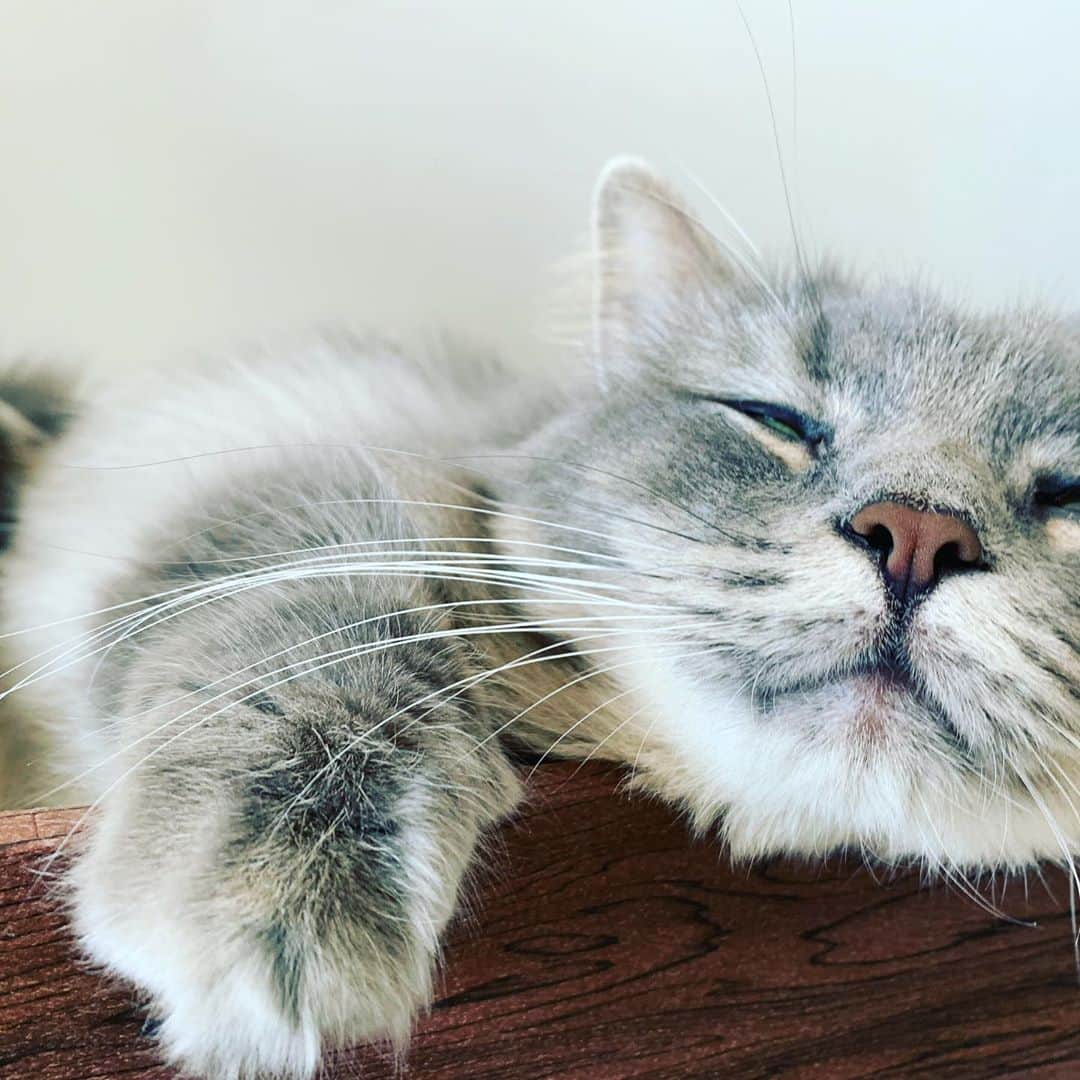 宮崎秋人さんのインスタグラム写真 - (宮崎秋人Instagram)「最近買った爪研ぎがお気に入りらしい。  よく寝てる。  #ウル #cat」10月31日 10時24分 - shuto_miyazaki