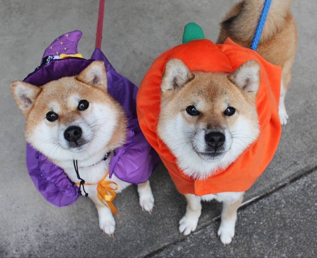 柴犬たま Shibainu Tamaのインスタグラム