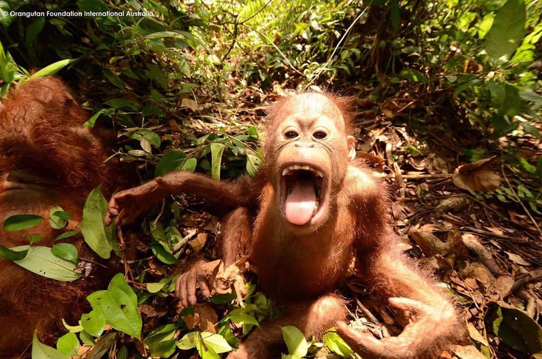 OFI Australiaさんのインスタグラム写真 - (OFI AustraliaInstagram)「Did someone say Orangutan Awareness Week starts this week❣️🦧🧡🦧🧡 _____________________________________ 🦧 OFIA Founder: Kobe Steele kobe@ofiaustralia.com  OFIA Patron: Dr Birute Galdikas @drbirute @orangutanfoundationintl @orangutan.canada www.orangutanfoundation.org.au 🦧 🧡 🦧 #orangutan #orphan #rescue #rehabilitate #release #BornToBeWild #Borneo #Indonesia #CampLeakey #saveorangutans #sayNOtopalmoil #palmoil #deforestation #destruction #rainforest #environment #nature #instanature #endangeredspecies #criticallyendangered #wildlife #orangutanfoundationintl #ofi #drbirute #ofiaustralia #FosterAnOrangutan」10月31日 10時29分 - ofi_australia