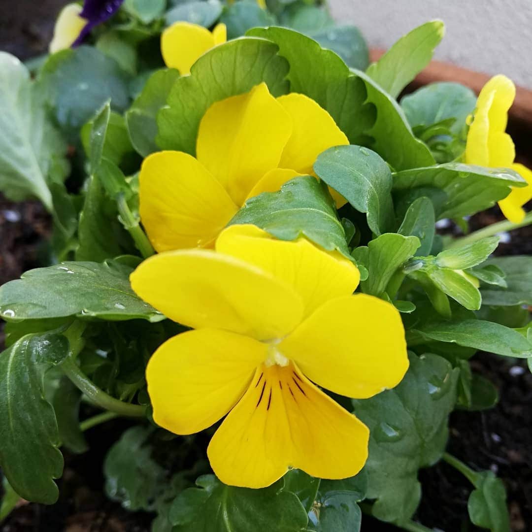 佐藤裕二さんのインスタグラム写真 - (佐藤裕二Instagram)「鉢の花を植え替えました。寒くなるので黄色を多め。 いい気分転換です。  #ビオラ #冬の花 #黄色の花  #黄色 #ビタミンカラー  #鉢植え #ガーデニング #花  #メーテレ#アップ  #穏やかな週末#週末 #佐藤裕二  #花おじさん  #自撮りおじさん」10月31日 10時51分 - karaage_satou