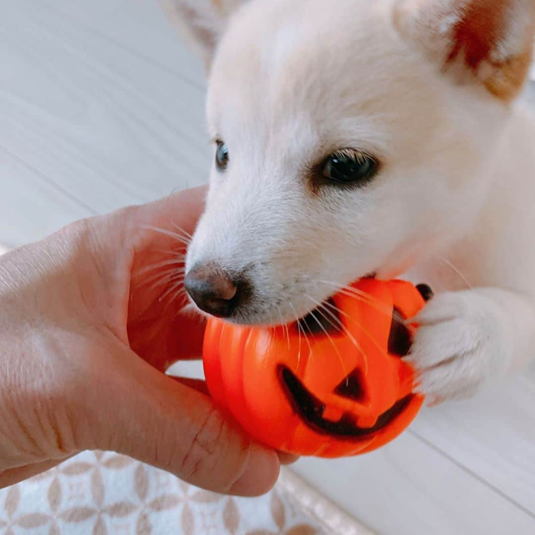 西川進のインスタグラム