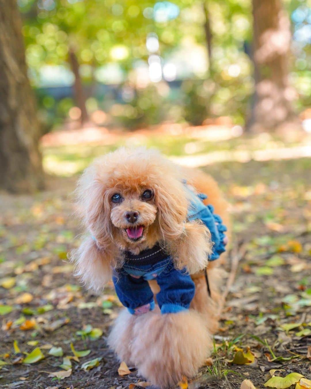 Toypoodle Mikuru?Asakusa Tokyoのインスタグラム