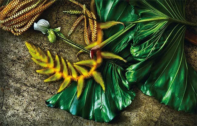 のインスタグラム：「Numéro TOKYO December 2020 No.142 「botanical sculpture」意思みなぎる圧倒的な存在感。 Artwork @azumamakoto, Photo @shiinokishunsuke ﻿ #東信 #今月のフラワー #azumamakoto #shiinokishunsuke #amkk #numerotokyo #numerotokyo142 #flowers @amkk_project」
