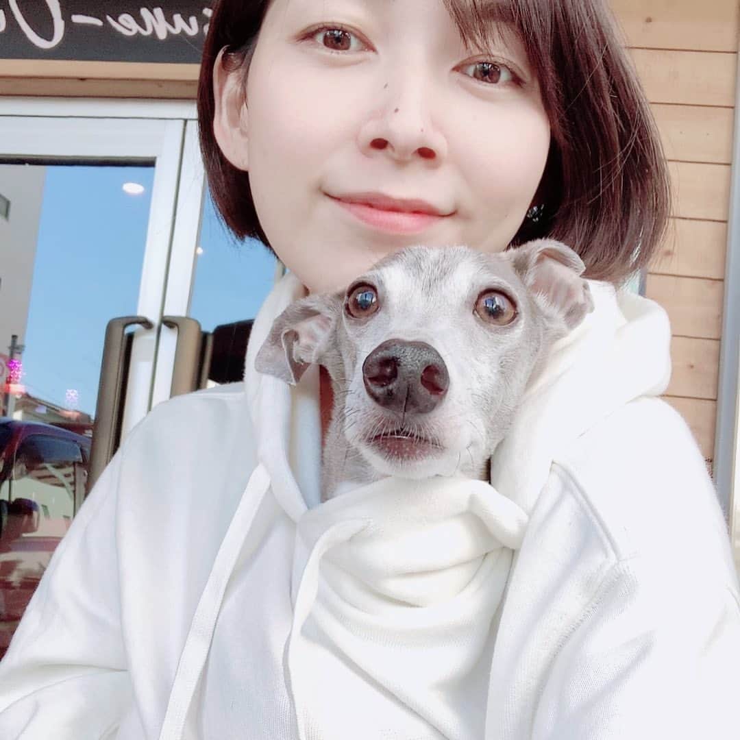 のインスタグラム：「* * 悲しいお話になります。 * 9月末にハウルのお腹の調子が良くなかったので、すぐに動物病院を受診しました。 その日は季節性のものだろうということでお薬をいただきましたが、やはりいつもと何か様子が違うと思い、セカンドオピニオンを受診しました。  そこでエコー、血液検査、レントゲン、針生検をしたところ、リンパ腫の疑いがありますと先生から告げられました。 リンパ腫は、血液の癌。 手術が不可能な癌です。完治することもありません。  10月に入り、一時は進行の遅い癌なのではということで投薬治療を始めておりましたが、先日受けた二度目の針生検の結果、残念ながら低分化型、進行の早い癌ということでしたので、昨日より注射による抗がん剤治療を開始することになりました。  抗がん剤をしなければ1〜2ヶ月の命。 ですが、抗がん剤が効けばまた元気になり、普段の生活を維持することもできるということでしたので、ハウルの生命力と、奇跡を信じ、抗がん剤を受ける選択をしました。  10月は、ハウルの通院のたびに涙し、絶対にこの子を守ると心に誓い、前向きにならねばと気持ちを奮い立たせて病院へ行くも、さらに悪い結果を伝えられてしまいまた涙する…の繰り返しでした。  それでも、ハウルはお散歩へ行きたがり、食事の好みはだいぶ絞られましたが、一生懸命食べようとしてくれます。 私が涙するたびに横でぴょんぴょんと元気な姿を見せようとしてくれて、変わらず息子の横で眠ってくれます。  抗がん剤の効き目は個体差が大きいですが、ハウルは発見が早く、治療に耐えられる体力もあるので、頑張っていきましょうと、待合室で泣き崩れる私に、先生が励ましの言葉をくださいました。 私もとても辛いですが、なにより1番辛いのはハウルです。 この先、ハウルがあまりにも苦しく、辛いようなら治療を辞めて、可能な限りハウルが苦しまない方法も選ばなければならないこともあります。 とにかく今は、ハウルが少しでも安心して穏やかに過ごせるように、精一杯ハウルと、ハウルの癌と向き合っていこうと思います。  まだ8歳。ハウルが待ち望んでいた息子も生まれたばかりで、これから家族で楽しいことが沢山あるのだから…ハウル、癌になんかに負けずに立ち向かっていこう。 何度も里親さんの元を転々として、ようやく私のもとへ来てくれたガッツがあるのだから、今度もその持ち前のガッツで乗り切ろうね。  インスタグラムにこのことを書くか迷いましたが、いつもハウルを可愛がってくださる方々が沢山いらっしゃるので、ご報告をさせて頂きました。」