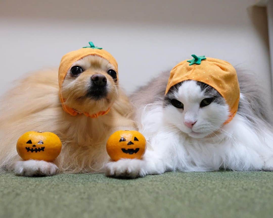 Hanaさんのインスタグラム写真 - (HanaInstagram)「#happyhalloween 🐶😸🍊🎃 * ドヤッ！！🐶 * お姉しゃん しゅごいでしゅね😺 * 両手に🎃かと思いきや 実は🍊 * 😂 * * #ハロウィン#ハロウィンコスプレ#コスプレ#みかん#halloween   ブログ更新しました♪ http://kedamakyoudai.blog.jp/ #NorwegianForestCat#Pomeranian#catlover#doglover#dogs#cat#Kawaii#catsofinstagram#dogsofinstagram#fluffycat#ノルウェージャンフォレストキャット#ポメラニアン#pecoいぬ部#ペコねこ部#犬と猫のいる暮らし#cute#cutecat#cutedog#funny#funnydog#funnycat#いぬのきもち#ねこのきもち#ライブドアインスタブロガー」10月31日 11時19分 - mofu2family