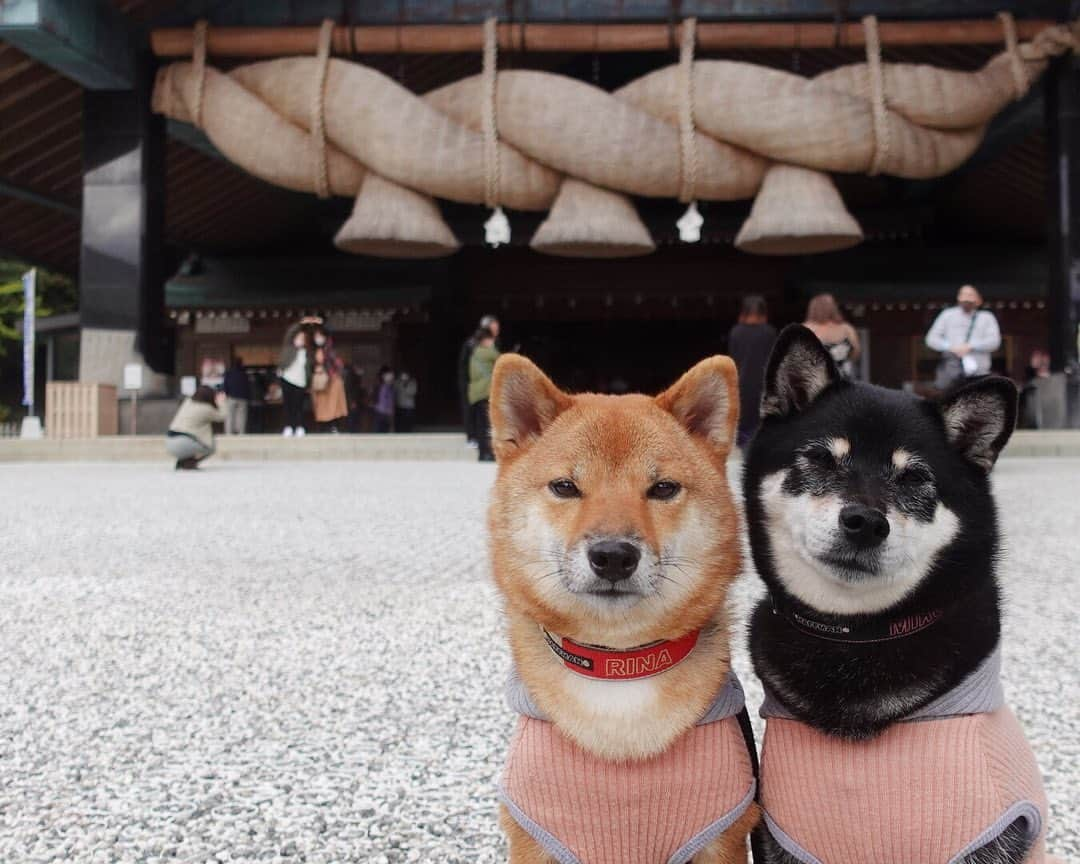 黒柴みくのインスタグラム