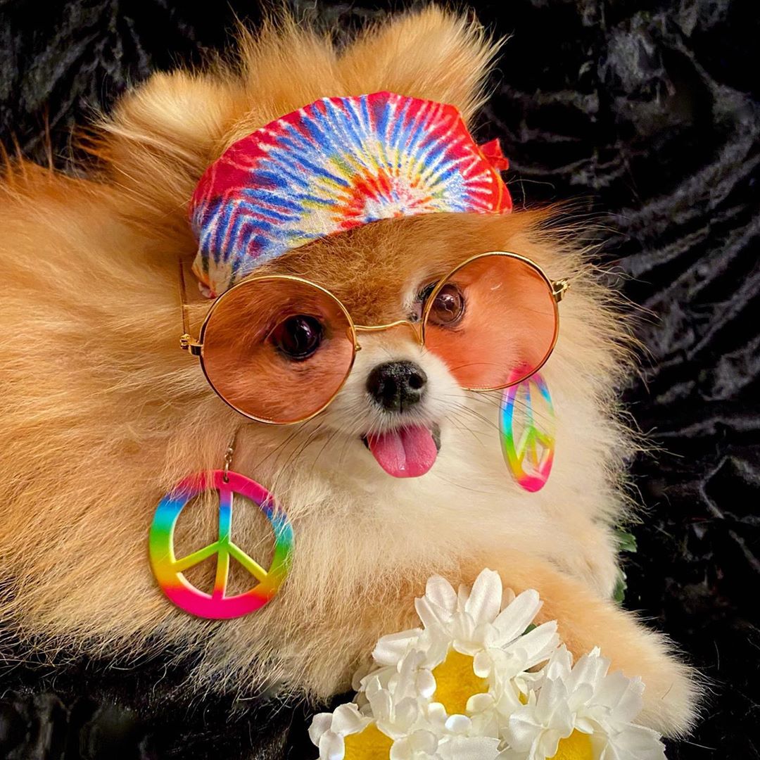 Monique&Gingerのインスタグラム：「What the world needs now is love sweet love🎶🌏💕Wishing everyone a safe and Happy Halloween🎃from my cute little hippie chick☮️🌈🌻✌🏻」