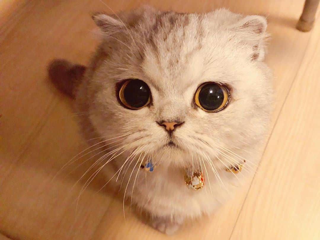 ルフさんのインスタグラム写真 - (ルフInstagram)「#Fold is waiting for grandma can let him try some popcorn😅😅... - - #cat #cute #angel #adorable #lovely #prettycat」10月31日 11時32分 - lanlan731