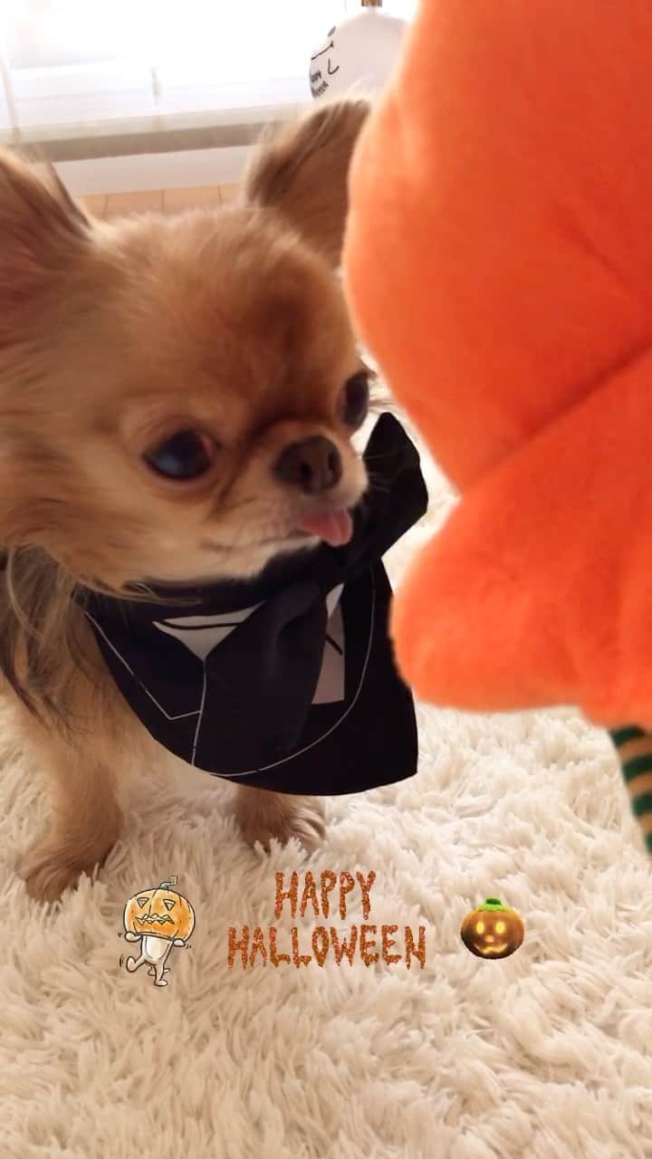 kayoのインスタグラム：「🎃HappHalloween🎃 * パピーの頃ほど 食いついて来なくなったな😂 * 🌰vs🎃 * #ハロウィン #Halloween #chihuahua#chihuahualove#チワワ大好き#チワワ#チワワのいる暮らし * *」