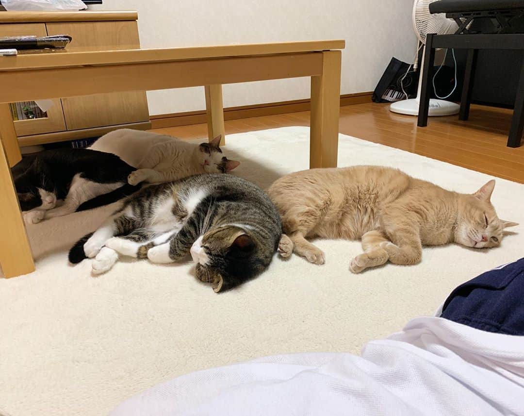 ひのき猫さんのインスタグラム写真 - (ひのき猫Instagram)「昨日のパーティー後の様子です。  アップし忘れてました💦💦」10月31日 11時55分 - hinoki.cute.kitten