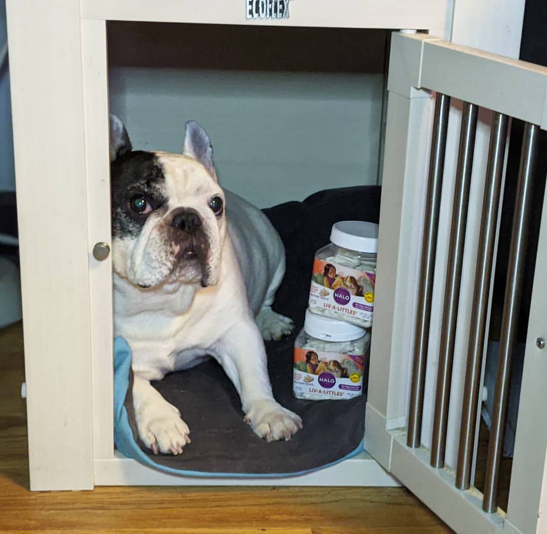 Manny The Frenchieのインスタグラム：「Cold weather is here, so it's time to hibernate with my protein snacks and pack on my winter weight.  @halopets」