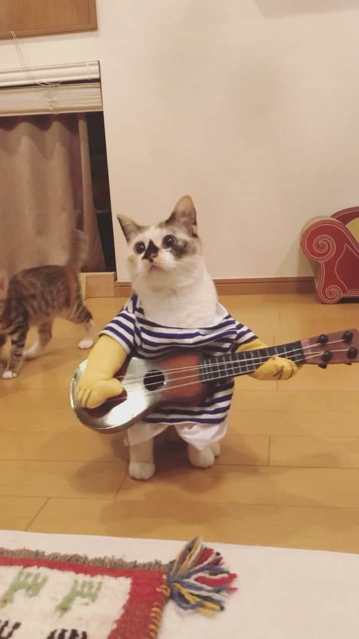 maimocotoのインスタグラム：「ハロウィンはシンガーソングライターに変身🎸 『ちー、みんなにおしりの歌を聴かせたいの！』 ＊ ＊ #おしりふきの達人 #チコムービー」