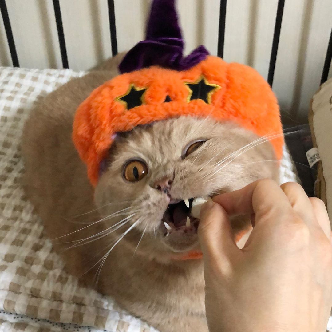 GH.Lee [홌] さんのインスタグラム写真 - (GH.Lee [홌] Instagram)「방구석 #할로윈 🎃 모자 하나로 계속 재탕하고요?ㅋㅋㅋ 캔디 대신 #북어트릿 🐟」10月31日 12時23分 - gold_h