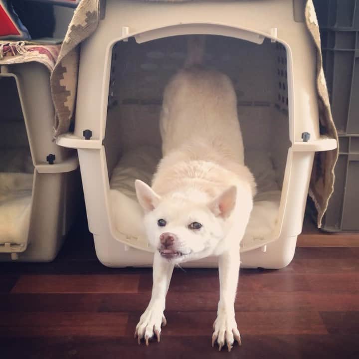 パンといっぴきのインスタグラム：「#元保護犬 #雑種犬 #crossbreed #mixdog #キップル14歳」