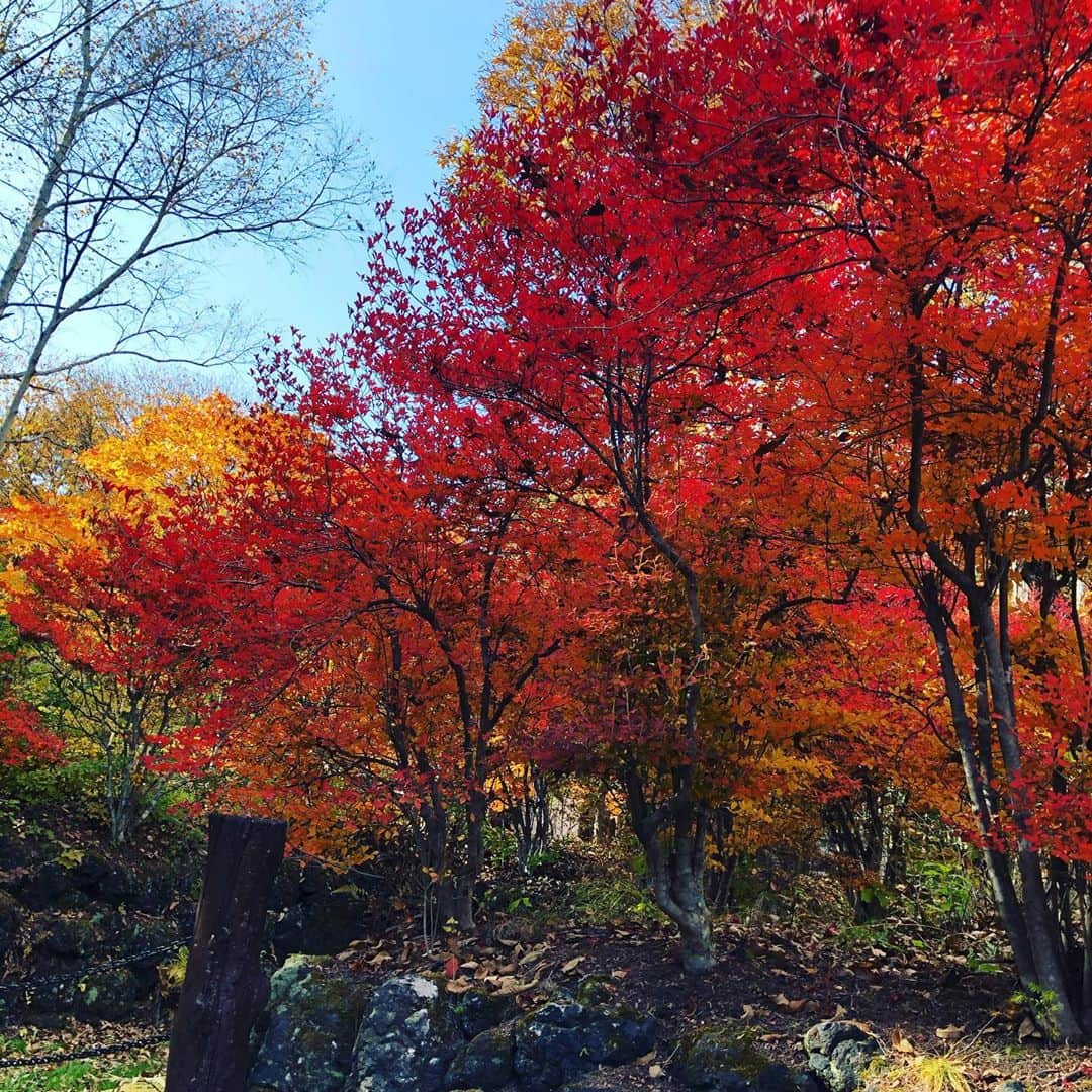 高橋幸宏さんのインスタグラム写真 - (高橋幸宏Instagram)「家の前、燃えるような紅葉と青空 #紅葉  #青空」10月31日 12時33分 - room66_yukihiro