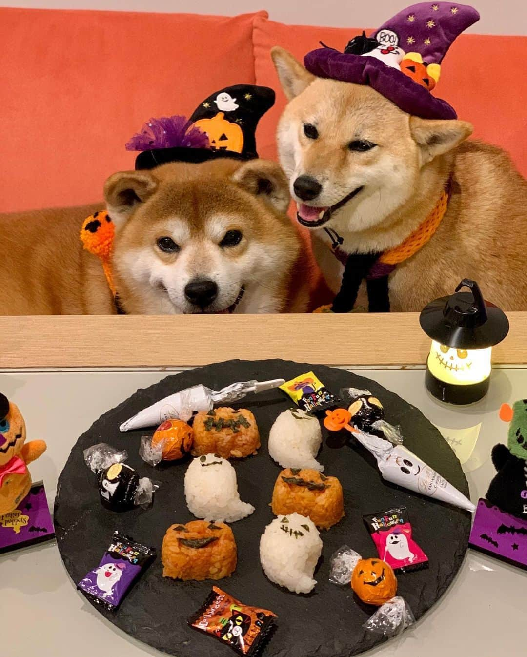 shibainu berryのインスタグラム