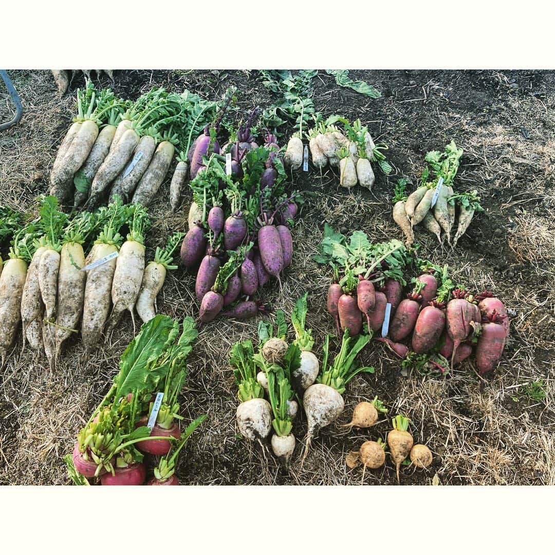 journaleatripのインスタグラム：「cocco farm  今年最後の収穫と 来年にむけての 玉葱の植え付け  レストランでは 坊ちゃんかぼちゃに 野菜をつめて器ごと 味わいひとしお有難う。  #肥料で大きさ全然ちがう#油粕と米糠 #軽井沢coccofarm」