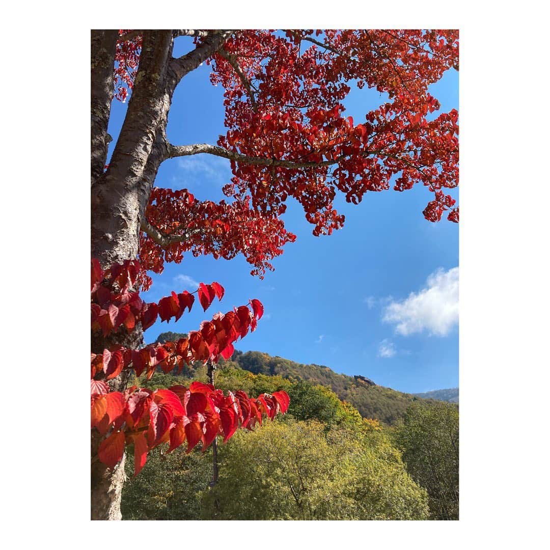 荒木美穂さんのインスタグラム写真 - (荒木美穂Instagram)「* 10月も終わりですね🎃 山梨の紅葉スポットの知識がどんどん増えてゆく毎日です。 取材でも休日でも、綺麗な紅葉に出会うので 日々深まる秋を感じます🍁 あとどのくらい見られるかな… *  #紅葉 #取材 #アナウンサー #ybsワイドニュース」10月31日 13時03分 - mihokitty34