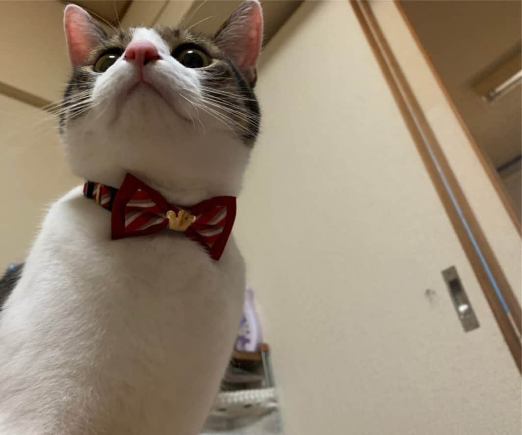 小池ジョアンナのインスタグラム：「にゃんか、、  今日はハロウィンってやつのお祭りらしいにゃ、、  みんな色んなお化けになってるにゃ。👻  ぼくは今日もおうちでぬくぬく してるけどにゃ、、  みんなはにゃにするんにゃ？🐈  #cat #catstagram #cats_of_instagram #halloween #happyhalloween #cutecat」