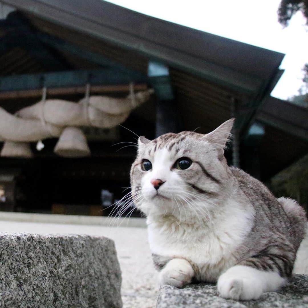 Nyankichi Noranekoさんのインスタグラム写真 - (Nyankichi NoranekoInstagram)「猫もシャクシも鬼滅推し！の昨今。 日本の古きよきものが見直されています。  僕は、今、マニアにはたまらにゃい、温故知新な場所に出かけて、明治時代の人達のガンバリを紹介するべく旅をしています😾  目指すは・・・ 知る人ぞ知る！世界遺産！の『明治日本の産業革命遺産』 目的地はヒミツ🙀 みなさん、乞うご期待！にゃり 😸  #猫 #cat #고양이 #แมว #貓 #кошка #wats #chat #ニャンスタグラム #gato #catsofinstagram #ねこ部 #旅猫 #cats #aso #japan #猫写真 #ねこ #seekor #ネコ #kitty #パトロール #kucing #kucinglucu #鬼滅の刃」10月31日 13時55分 - noraneko_nyankichi