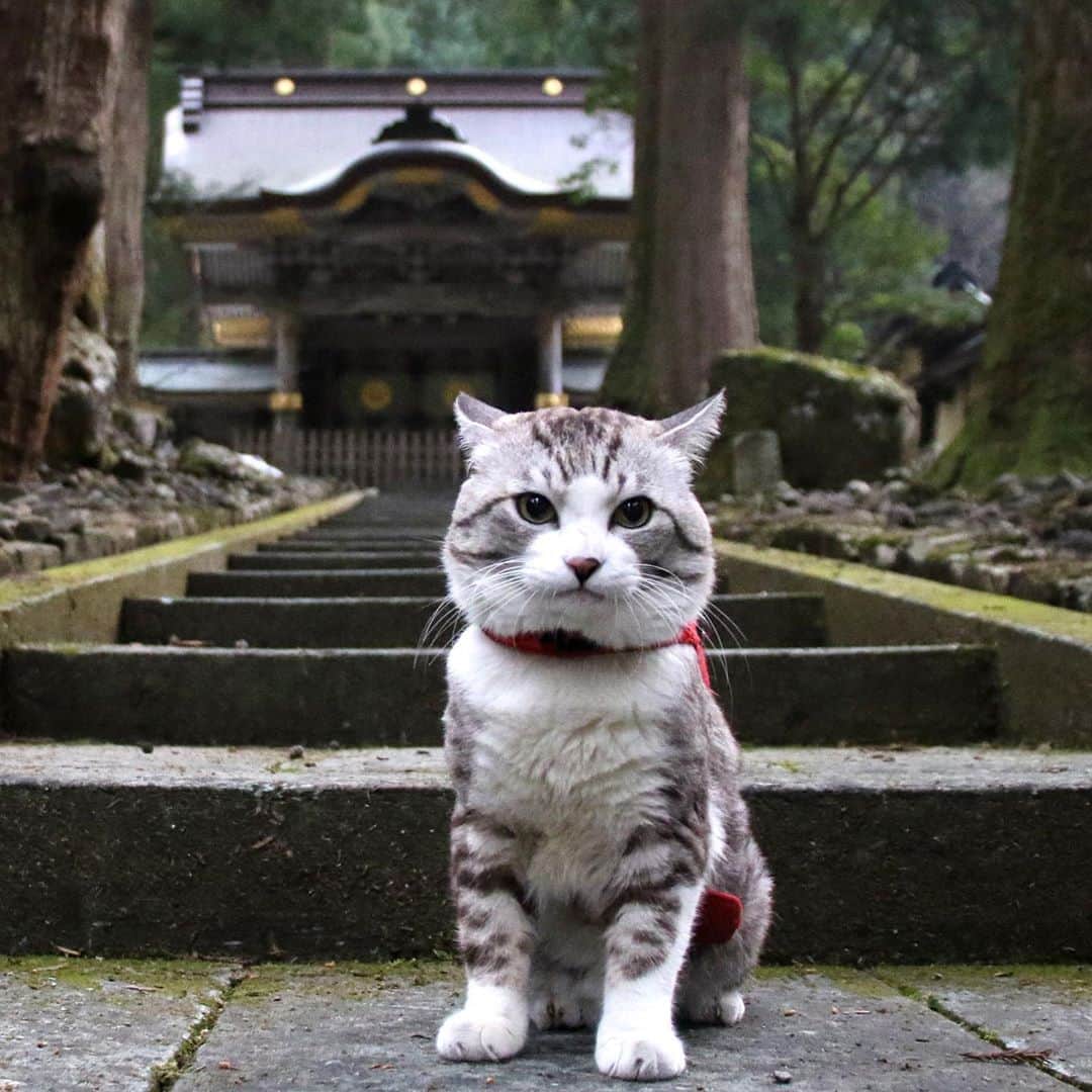 Nyankichi Noranekoさんのインスタグラム写真 - (Nyankichi NoranekoInstagram)「猫もシャクシも鬼滅推し！の昨今。 日本の古きよきものが見直されています。  僕は、今、マニアにはたまらにゃい、温故知新な場所に出かけて、明治時代の人達のガンバリを紹介するべく旅をしています😾  目指すは・・・ 知る人ぞ知る！世界遺産！の『明治日本の産業革命遺産』 目的地はヒミツ🙀 みなさん、乞うご期待！にゃり 😸  #猫 #cat #고양이 #แมว #貓 #кошка #wats #chat #ニャンスタグラム #gato #catsofinstagram #ねこ部 #旅猫 #cats #aso #japan #猫写真 #ねこ #seekor #ネコ #kitty #パトロール #kucing #kucinglucu #鬼滅の刃」10月31日 13時55分 - noraneko_nyankichi