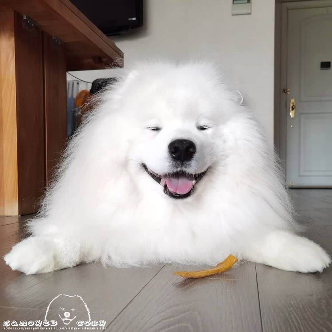 Alex Toのインスタグラム：「Have a nice weekend 😄😄😄 #cute #dog #doglover #dogsofinstagram #dogoftheday #dogofthedayjp #dogstagram #fluffy #hkig #hongkong #ilovemydog #instadog #instagood #instamood #instagraphy #instapic #samoyedoninstagram #pet #petlovers #petsofinstagram #petstagram #photooftheday #puppy #pupsofinstagram #samoyed #samoyedsofinstagram #webstagram #犬 #サモエド」
