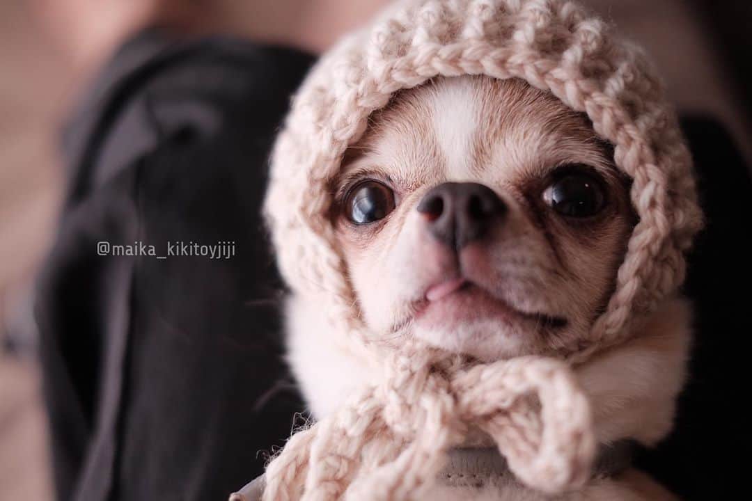 maika_kikitoyjijiさんのインスタグラム写真 - (maika_kikitoyjijiInstagram)「. Toy . 今年の #ハイホーハット も たまらないでしょ☺️❤️ . 仕様が変わってますが 変わらず可愛いです💕 . . #chihuahua #dog #チワワ #犬服 #編み物 #handmade #knitting #ニット帽 #ふわもこ部 #IGersJP #fujifilm_xseries #今日もX日和」10月31日 14時23分 - maika_kikitoyjiji
